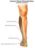 Anatomie: heup,bovenbeen,knie,onderbeen,enkel,voet,acetabulum,collum femoris,trachanter,femur,epicondyl,meniscus,kruisband,cruciate ligament,patella,knieschijf,tibia,fibula,malleolus,talus,calcaneus,tarsus,metatarsus,phalanx,falanx,quadriceps femoris,rectus femoris,sartorius,tensor fasciae latae,tractus iliotibialis,biceps femoris,gastrocnemius,semimembranosus,semitendinosus,soleus,suralis,vena saphena parva,vena saphena magna,sciatic,ischiadicus,peronea